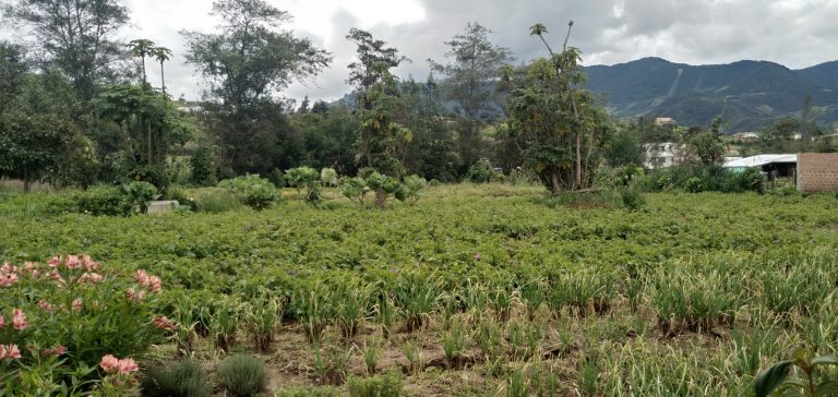 PROYECTOS PRODUCTIVOS COMUNIDAD RURAL (2)